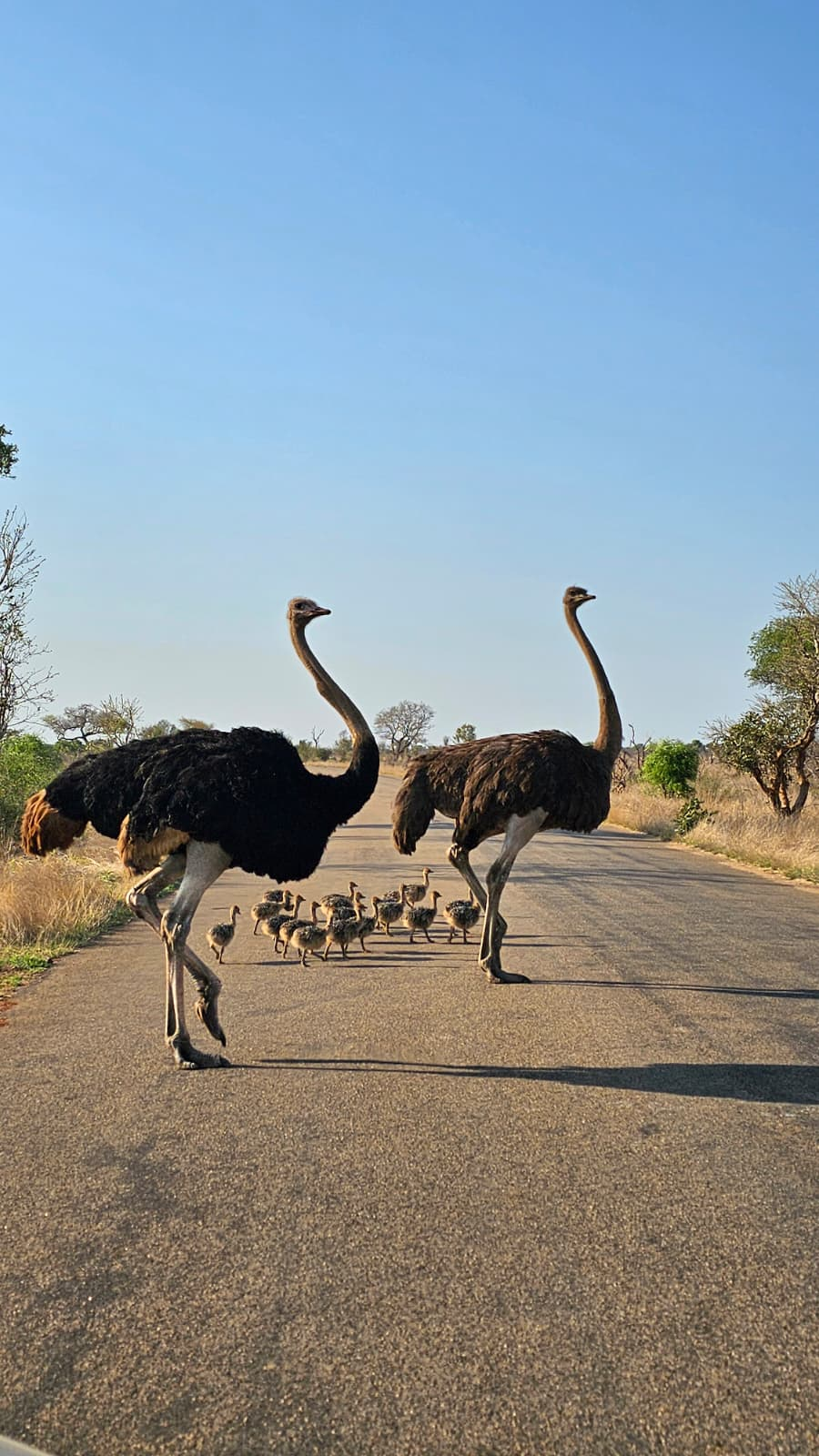 Avestruces durante un viaje por carretera